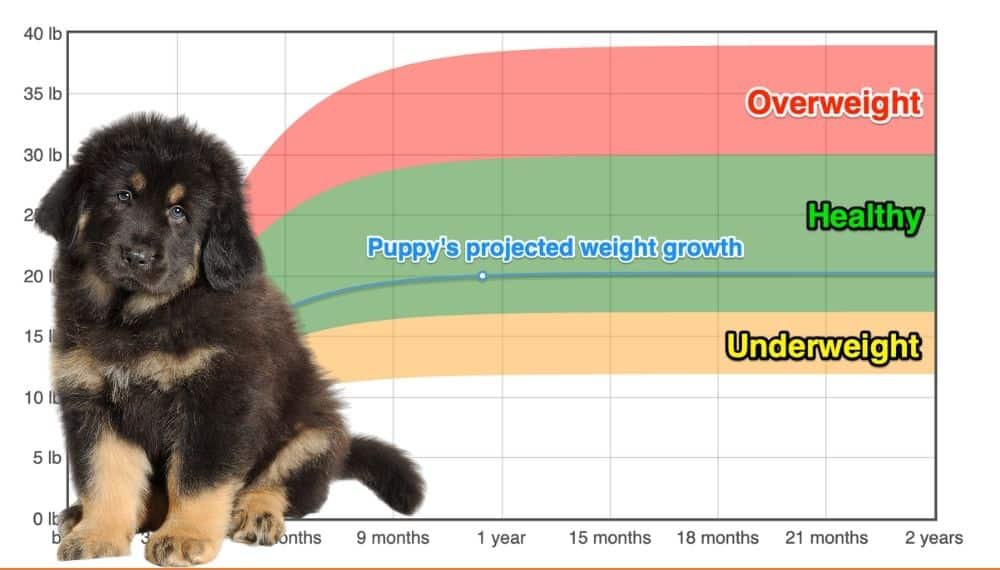 Tibetan Mastiff Weight+Growth Chart 2024 How Heavy Will My Tibetan